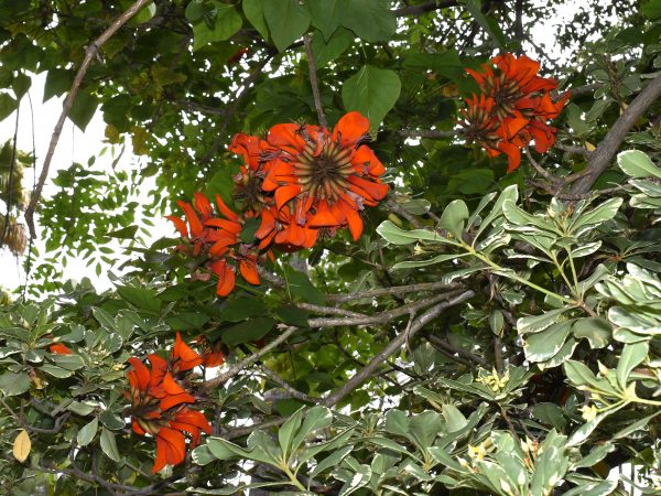 Erythrina