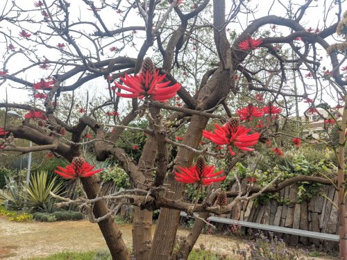 Erythrina flame tree LA