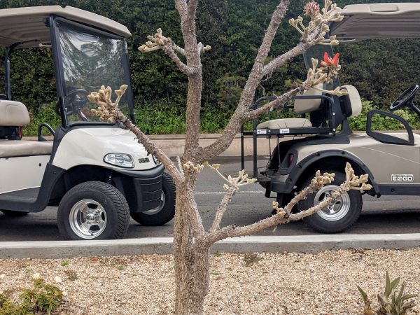 Erythrina-San Diego Zoo