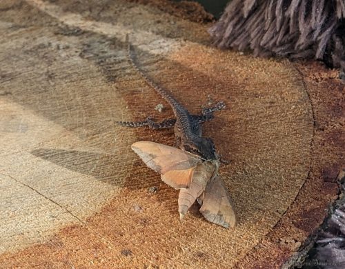 Anole-sphinx