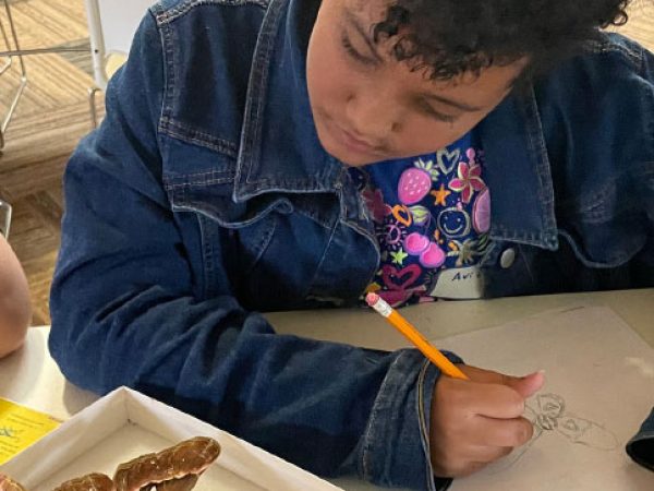 Illustrating an Atlas Moth from a real specimen