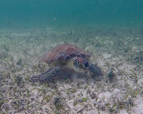 sea turtle swimming among the seabed filled with seagrass