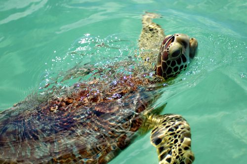 sea turtle swimming with its head lifted out of the water