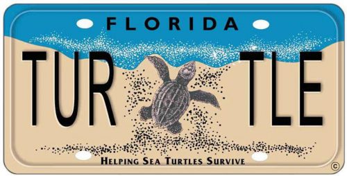 Florida License plate with baby sea tutle