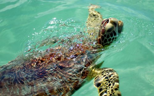 sea turtle swimming with its head lifted out of the water