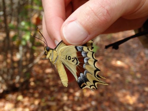 scientist holds a butterfly with "102" written on its wing