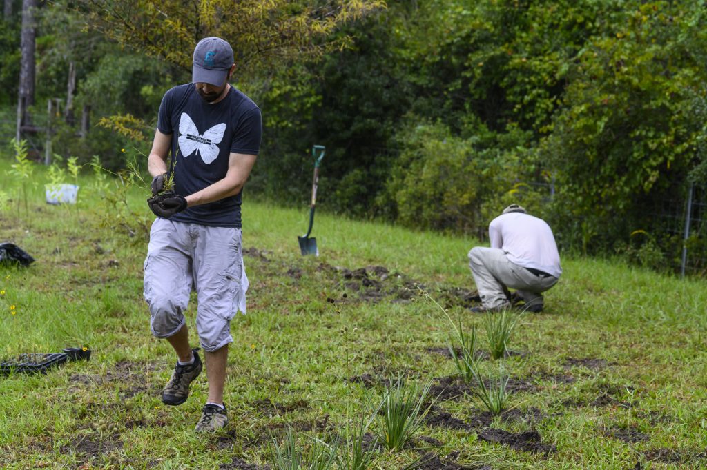 Researchers planting native milkweed and nectar plants in a FDOT retention basin.