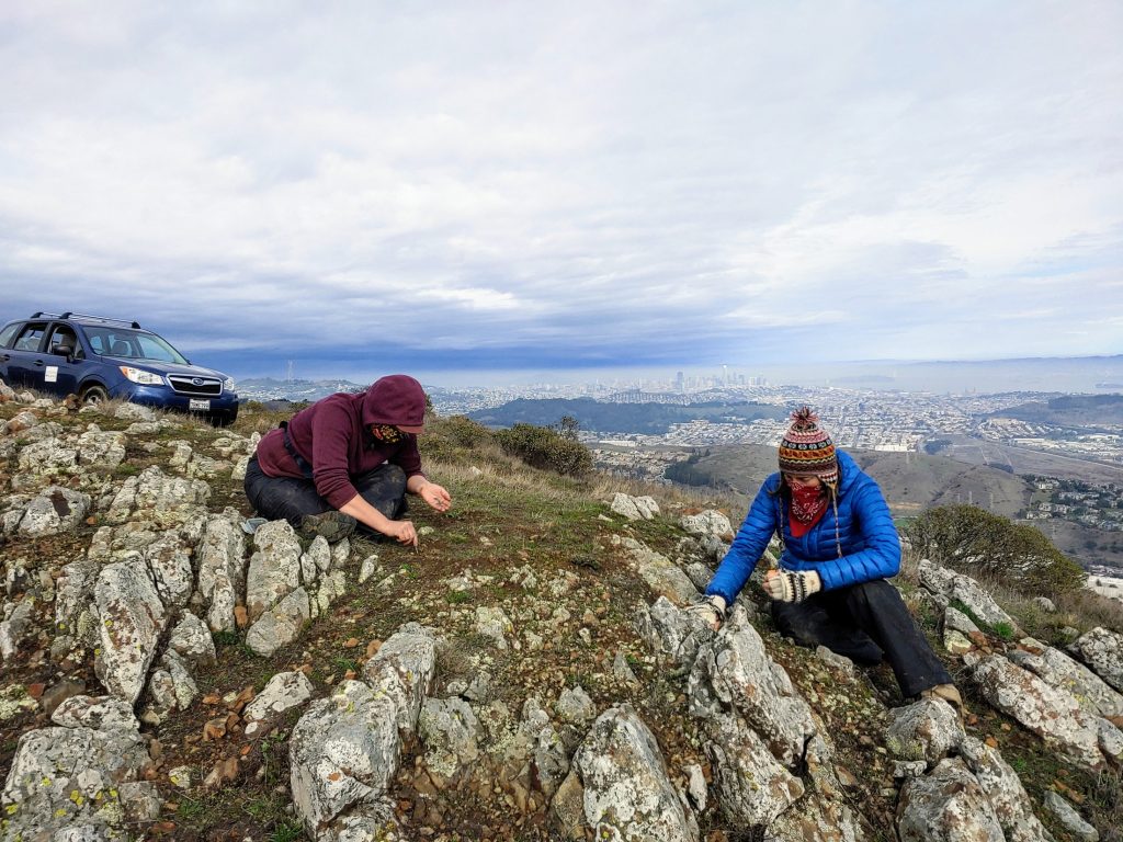 Researchers training volunteers to install lupine seeds on San Bruno Mountain, CA.