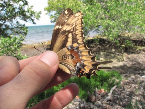 Researcher holding a marked Schaus' swallowtail butterfly right before release with vegetation and the ocean in the background.