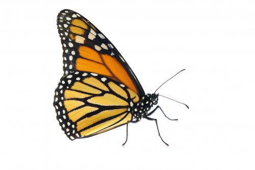 Adult monarch butterfly on a white background.