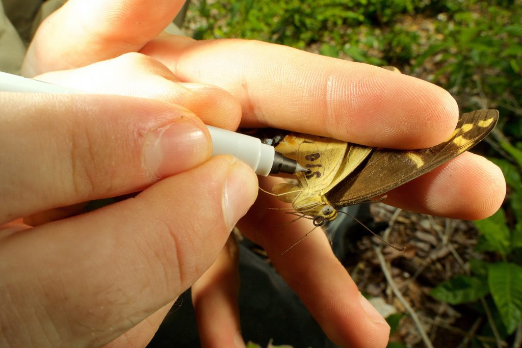 A researcher marking an adult Schaus' swallowtail butterfly with a marker on Elliott Key, FL.