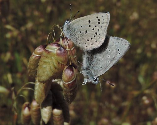 A mating pair of Mission Blue butterflies.