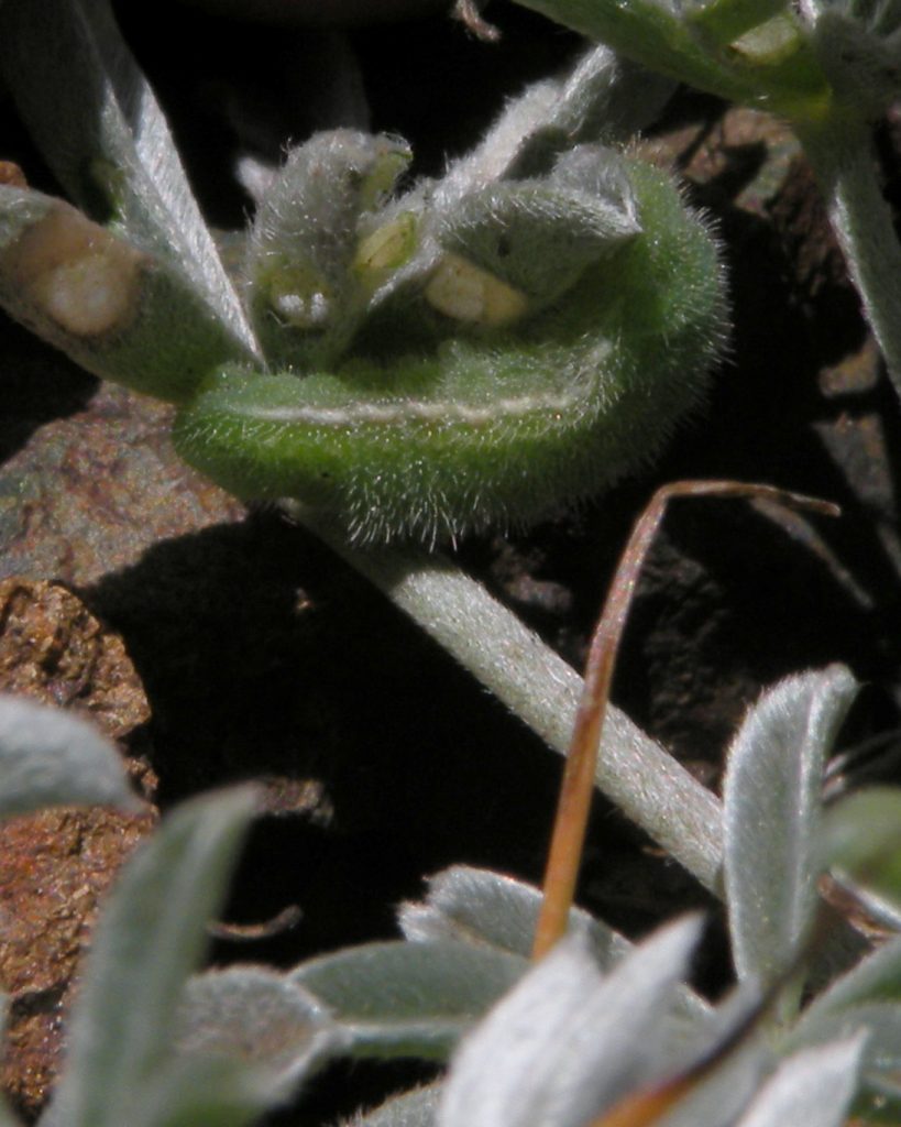 A Mission Blue Butterfly larva.