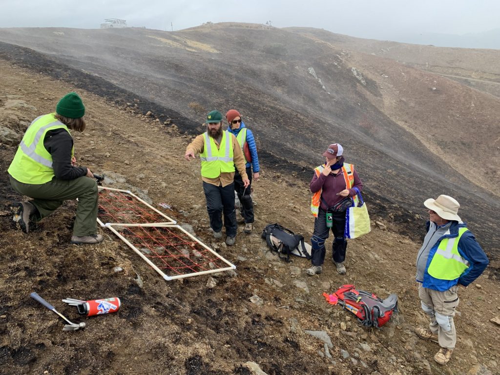 Researchers sowing lupine seeds into exposed soils in a recent burn zone on San Bruno Mountain, CA.