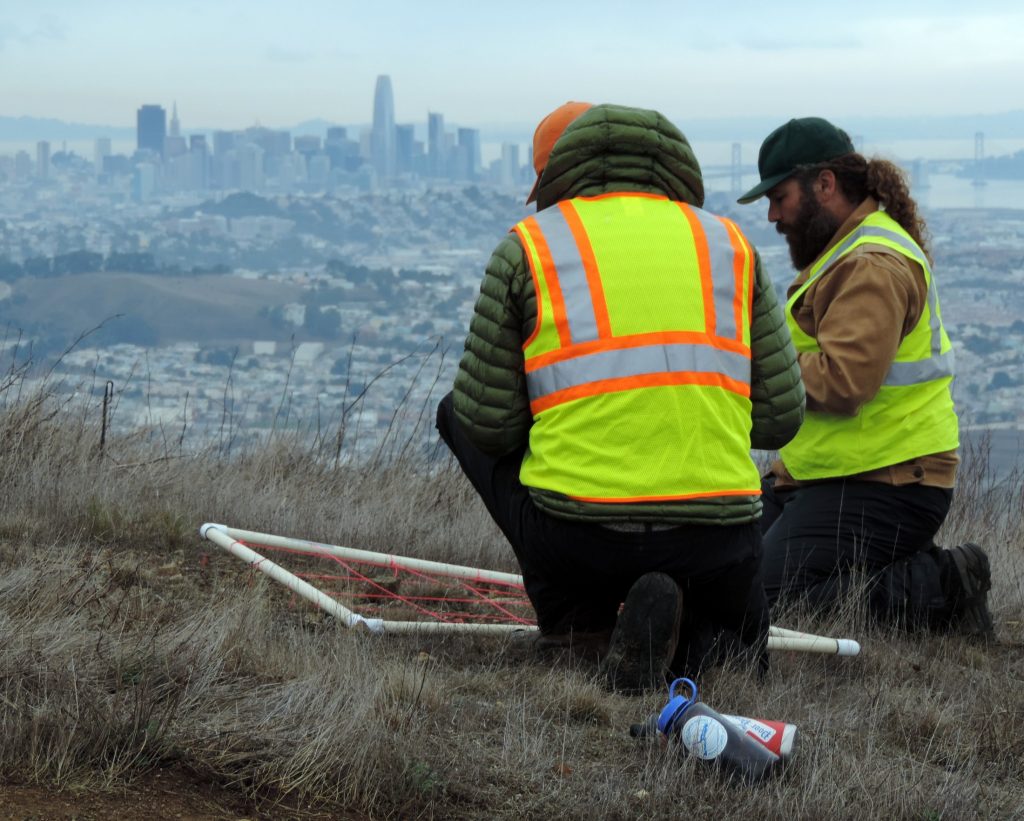 Researchers sowing lupines with the San Francisco skyline in the background on San Bruno Mountain, CA.