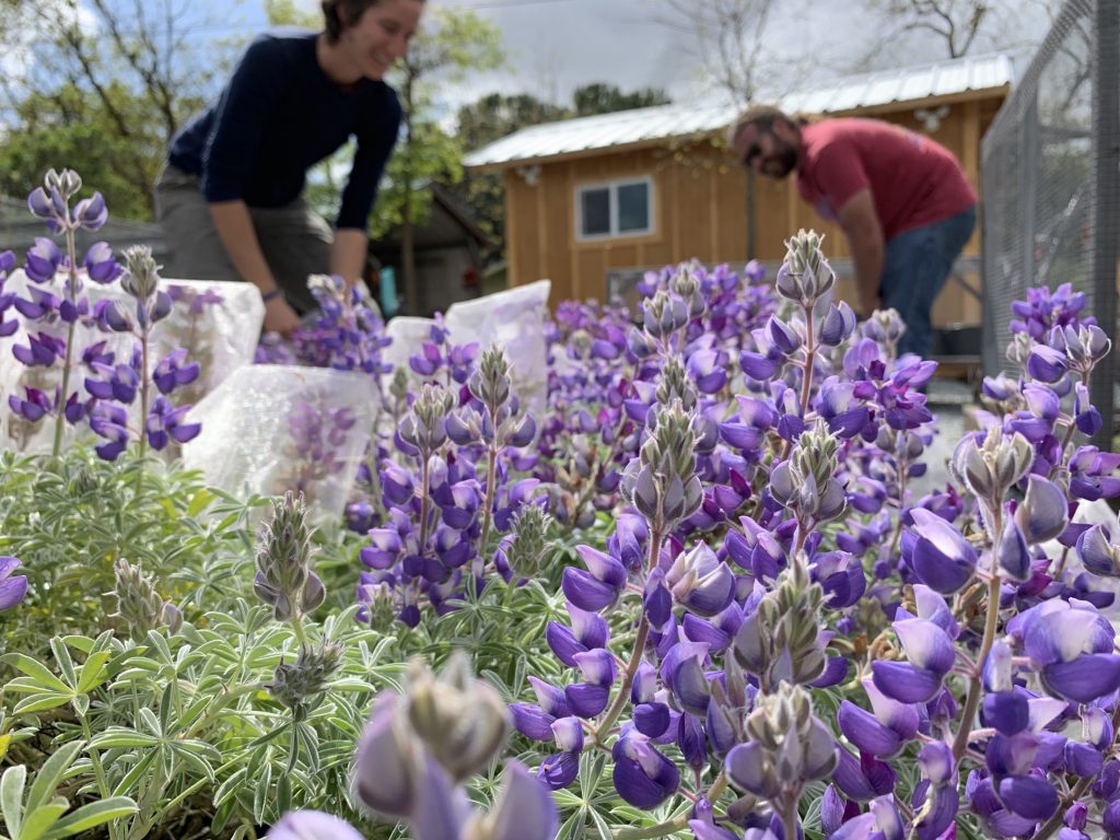 Flowering lupines at the Creekside Science Conservation Nursery in Morgan Hill, CA.