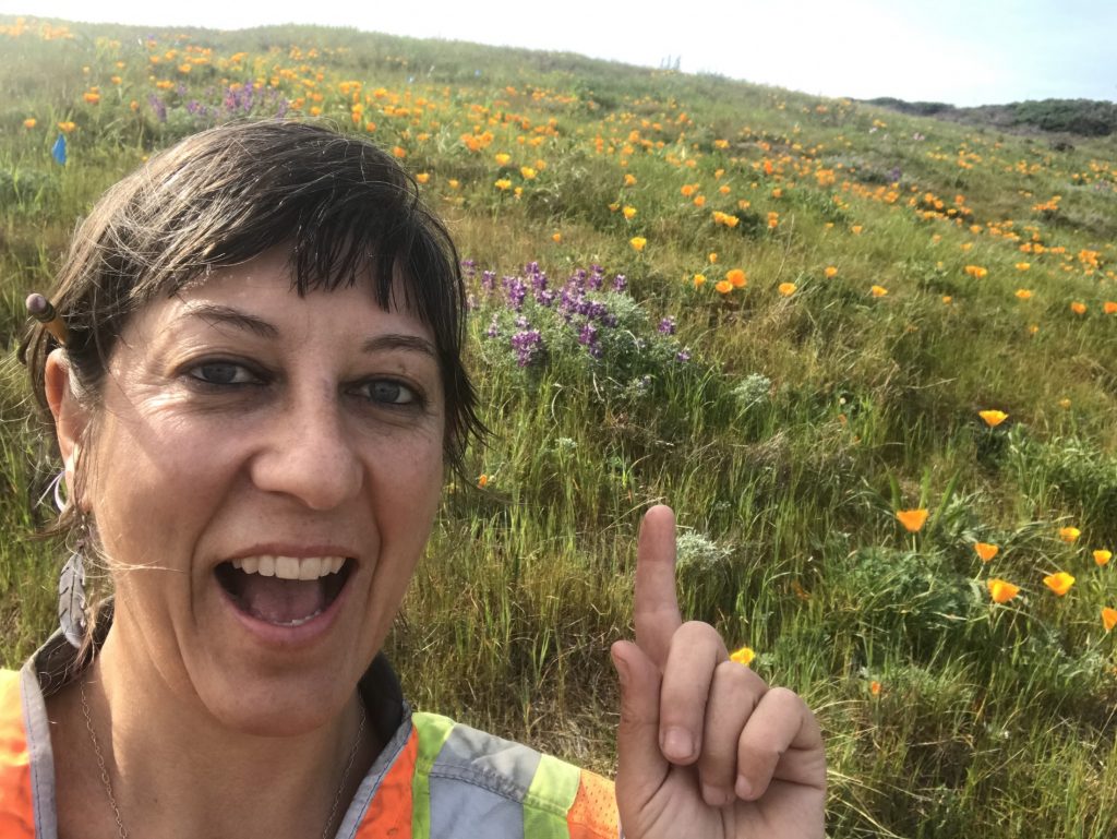 Researcher showing flowering lupines at Twin Peaks, San Francisco, CA.