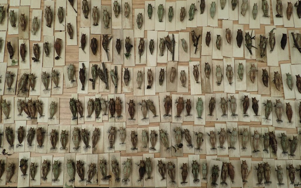 Over one hundred Schaus' swallowtail pupae, each attached to a tongue depressor..