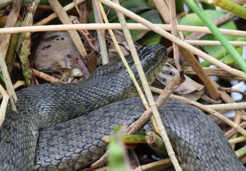 serpiente oscura en un pantano