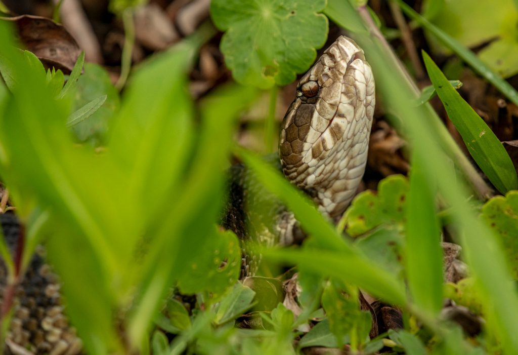 snake head raised above grass.