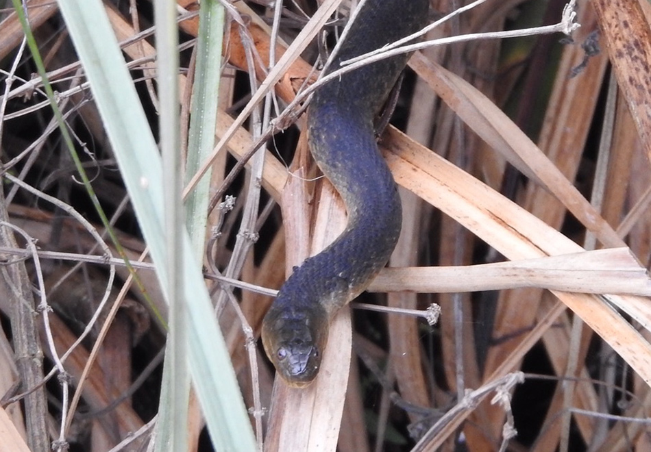 snake crawling in marsh grass