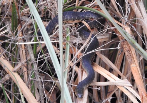 snake crawling in marsh grass