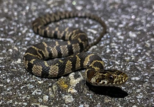 Serpiente con patrón de manchas que se mezcla con la superficie de la carretera