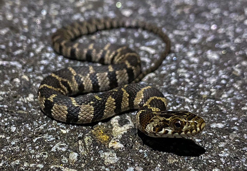 snake with blotched pattern blending with road surface