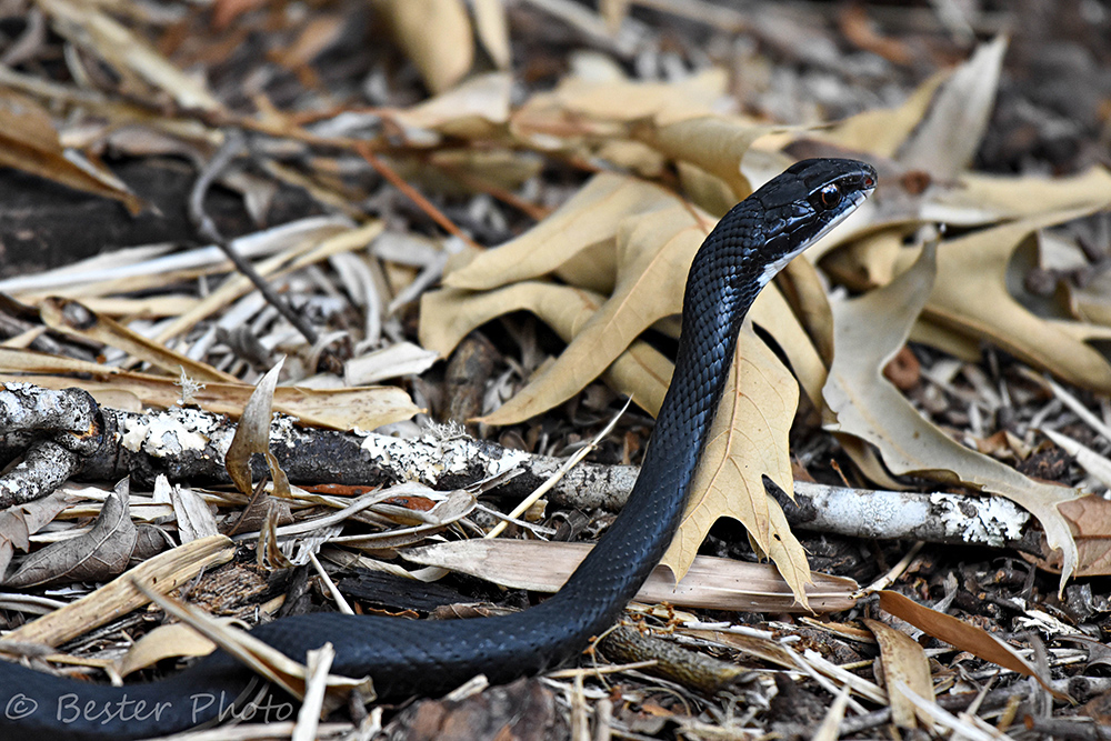 North American Racer Florida Snake Id Guide