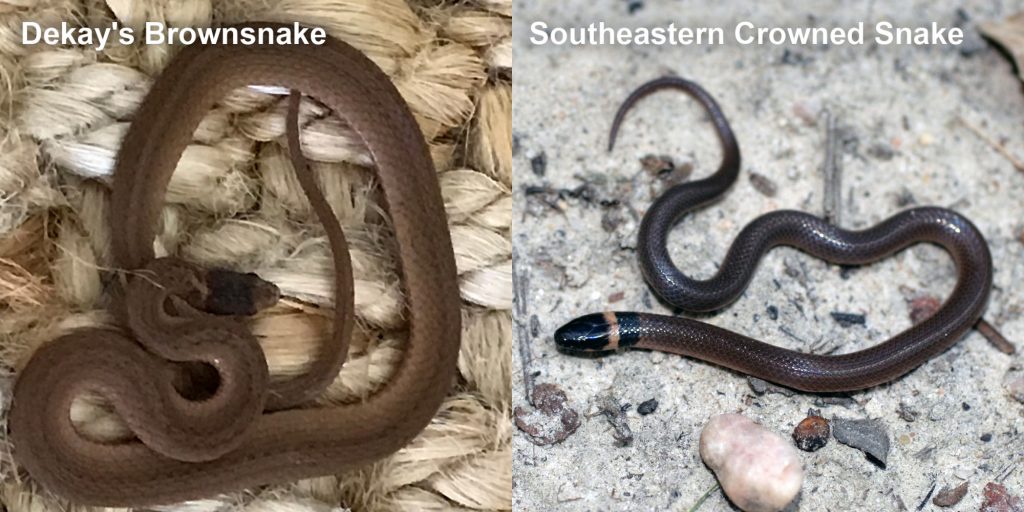 two images side by side - Image 1: small brown snake on fiber. Image 2: small brown snake with pale yellow ring around neck