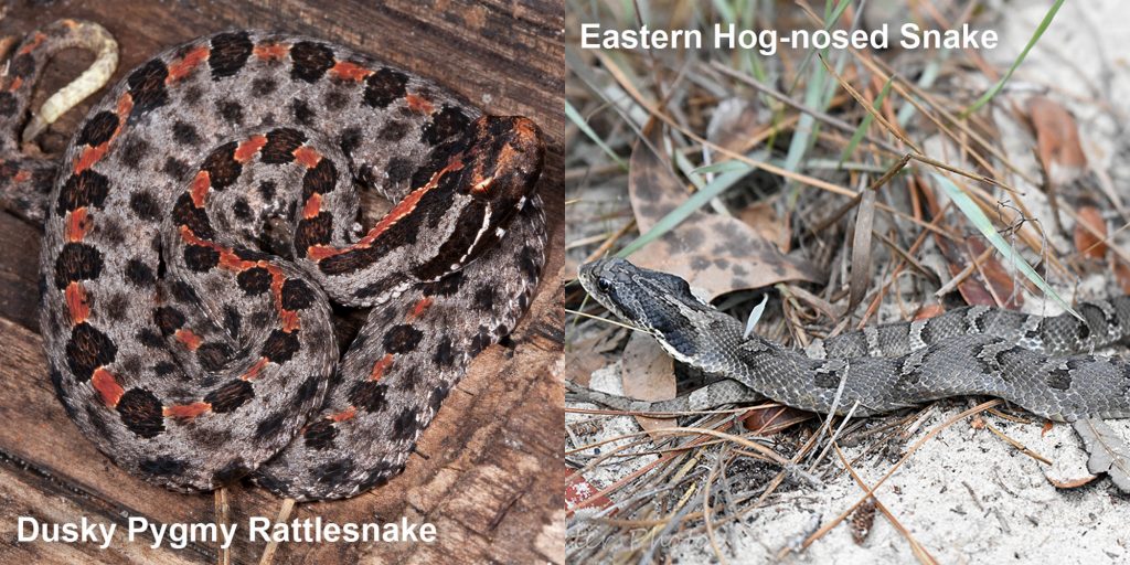 Side by side comparison of Dusky Pygmy rattlesnake and Eastern Hog-nosed snake