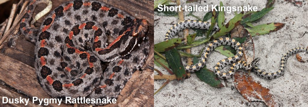 two images side by side - Image 1: coiled snake with black and grey spots and a red stripe down the center of its back. Image 2: grey, black, and yellow snake on sand