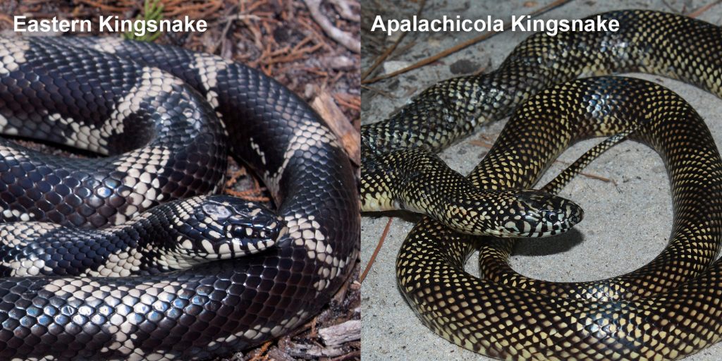 two images side by side - Image 1: large black snake with tan rings. Image 2: snake with small dark checked pattern