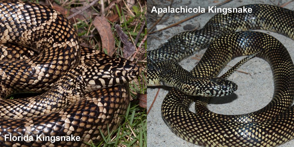 two images side by side - Image 1: Coiled snake with black and tan scales. Image 2: snake with small dark checked pattern