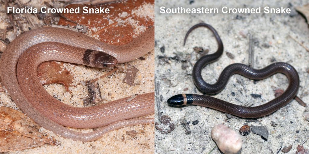 two images side by side - Image 1: small pink snake with brown head. Image 2: small brown snake with pale yellow ring around neck