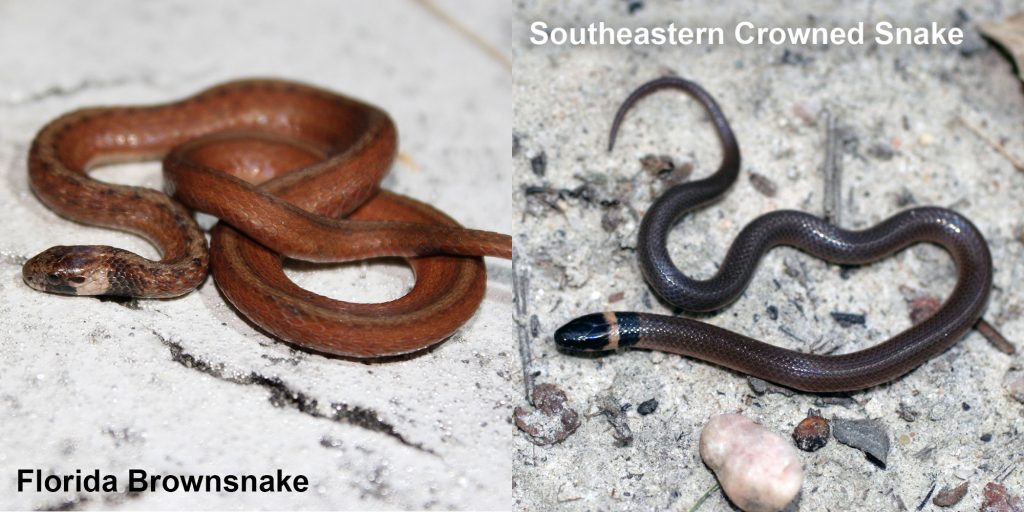two images side by side - Image 1: small brown snake with tan under neck. Image 2: small brown snake with pale yellow ring around neck