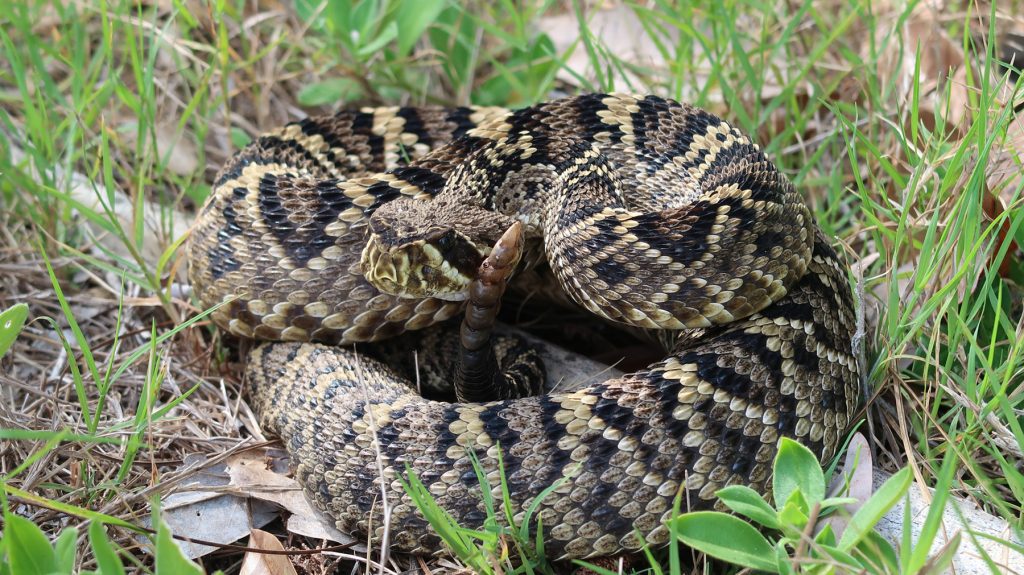 serpiente de cascabel enrollada con cola elevada