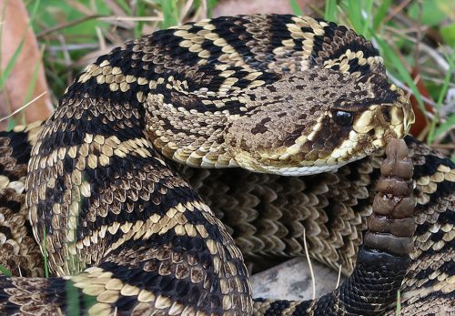 Serpent à sonnettes diamantin de l'Est