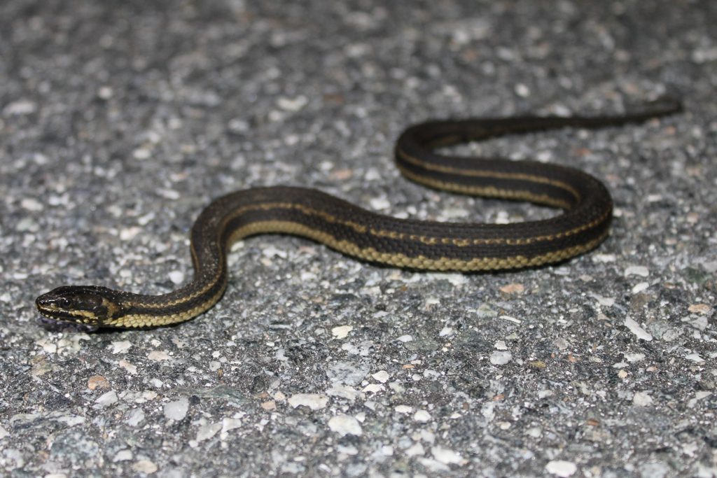 striped snake on a road