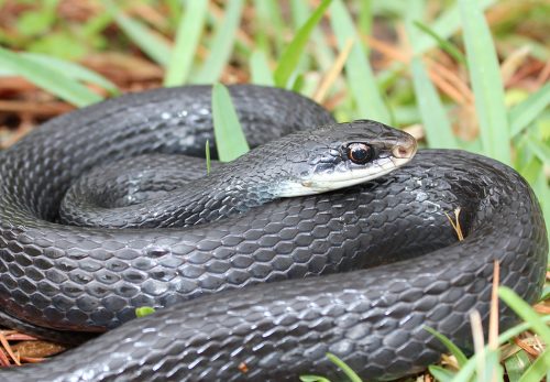 North American Racer Florida Snake Id Guide