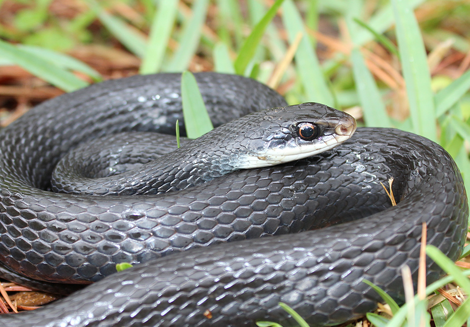 Black Racer