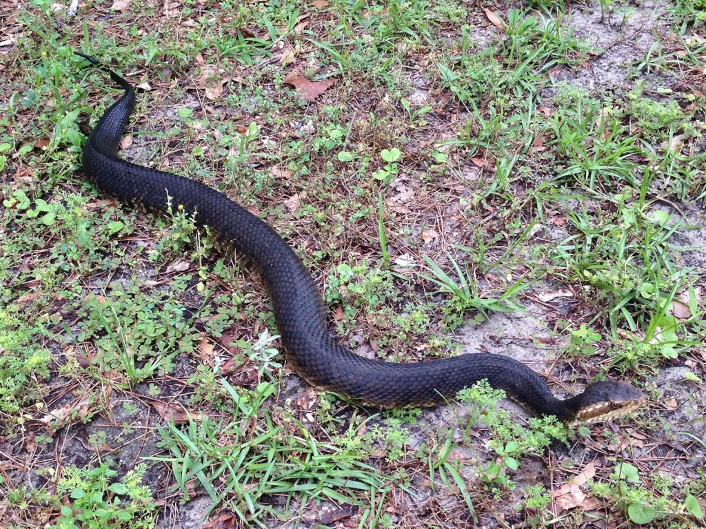 long black snake in grass