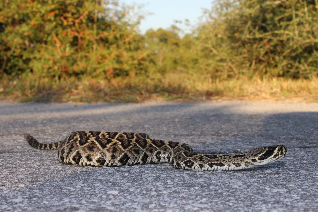 thick snake on a road