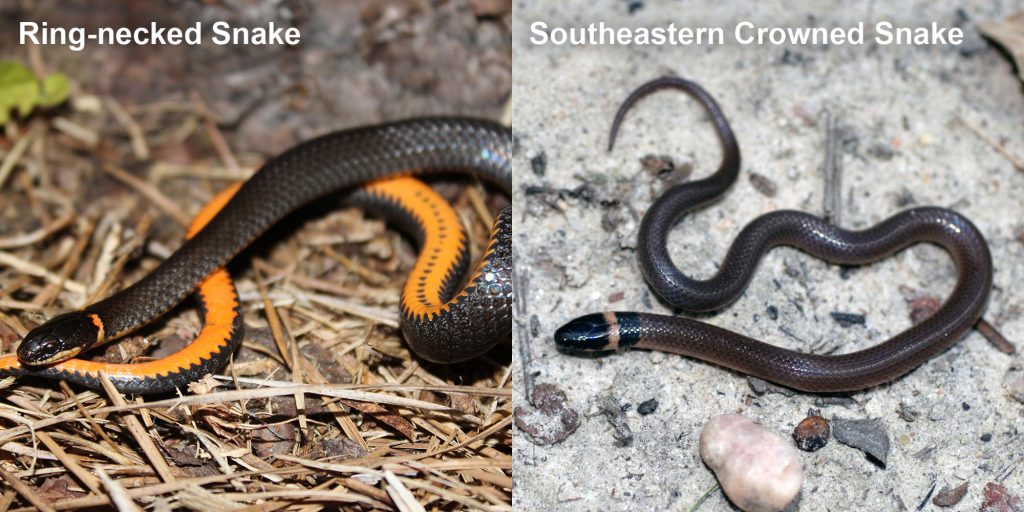 two images side by side - Image 1: black snake coiled to show orange belly. Image 2: small brown snake with pale yellow ring around neck