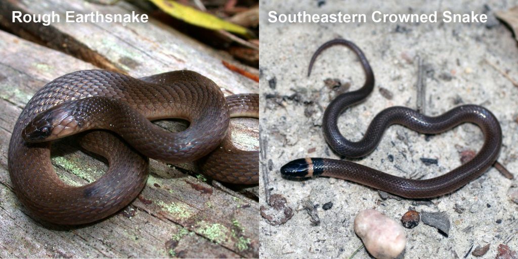 two images side by side - Image 1: brown snake coiled on a log. Image 2: small brown snake with pale yellow ring around neck