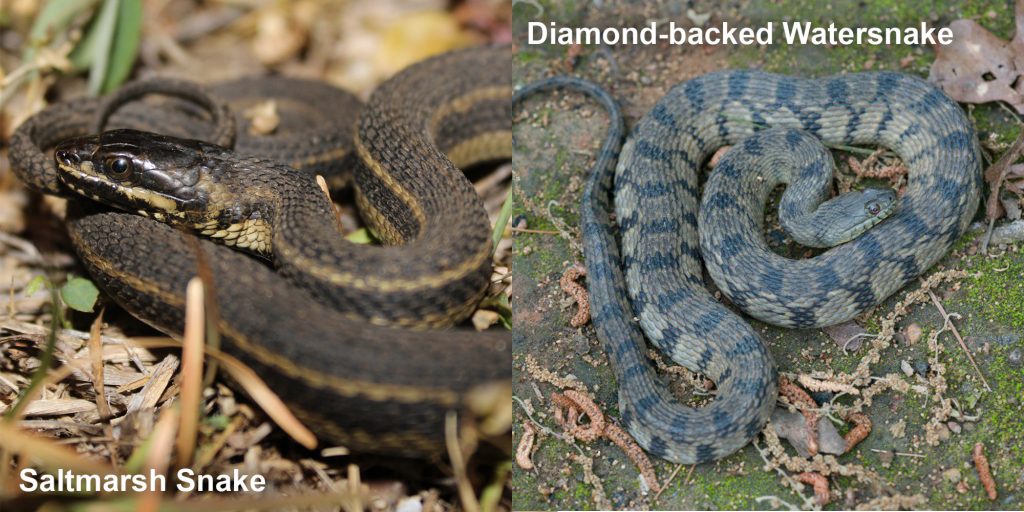 two images side by side - Image 1: saltmarsh snake - thin brown snake with pale stripes. Image 2: Diamond-backed Watersnake - gray and green snake with diamond pattern.