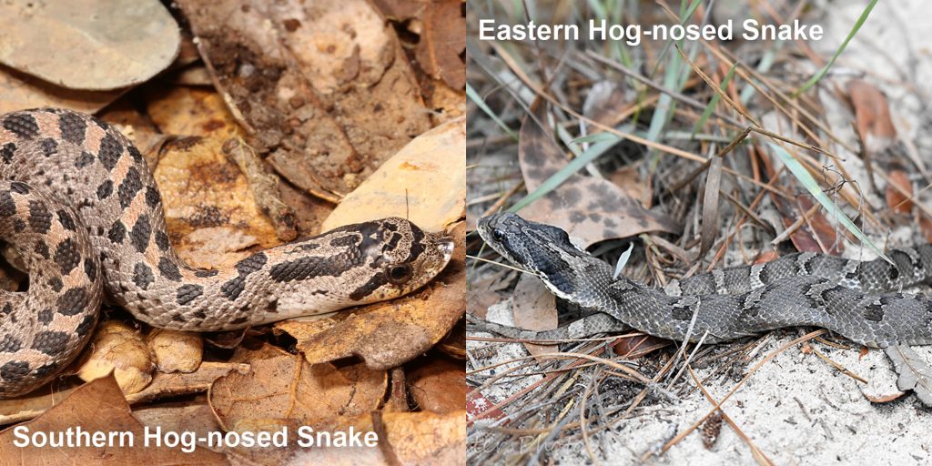 two images side by side - Image 1: small snake with spots and a snubnose. Image 2: gray snake with upturned nose and gray markings.