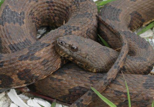 Serpiente de agua marrón