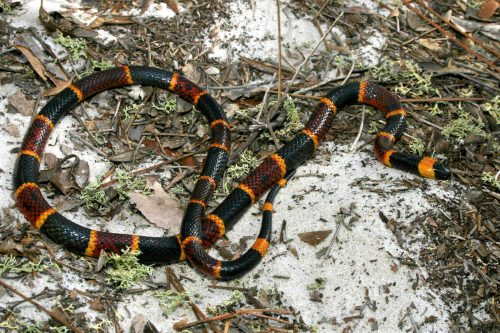 thin lack, yellow, and red snake