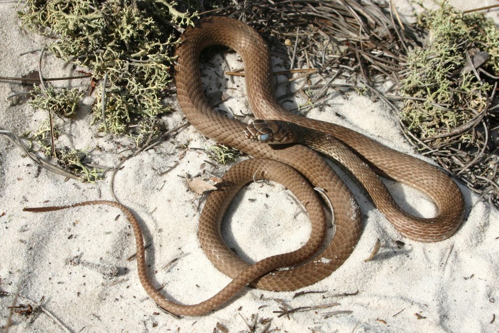long thin tan snake with blue eye.